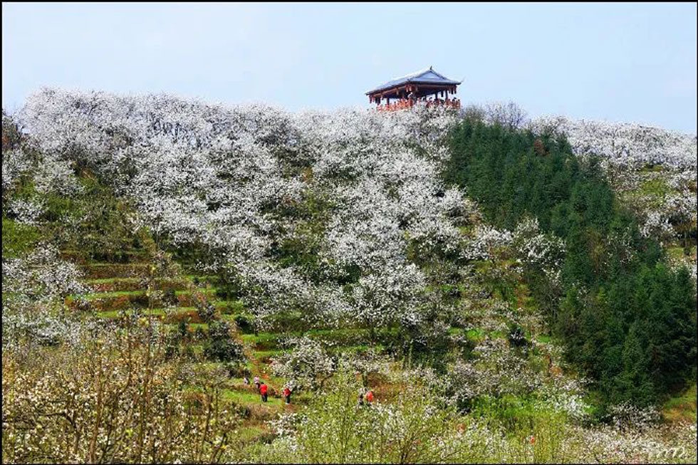 【春天，广西桂林灌阳县向您发出邀请！】我们在灌阳看梨花 - 游山玩水 - 河源生活社区 - 河源28生活网 heyuan.28life.com