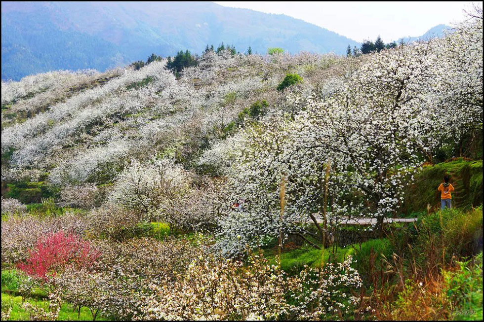 【春天，广西桂林灌阳县向您发出邀请！】我们在灌阳看梨花 - 游山玩水 - 河源生活社区 - 河源28生活网 heyuan.28life.com