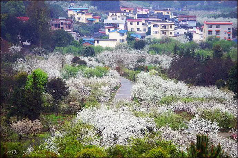 【春天，广西桂林灌阳县向您发出邀请！】我们在灌阳看梨花 - 游山玩水 - 河源生活社区 - 河源28生活网 heyuan.28life.com