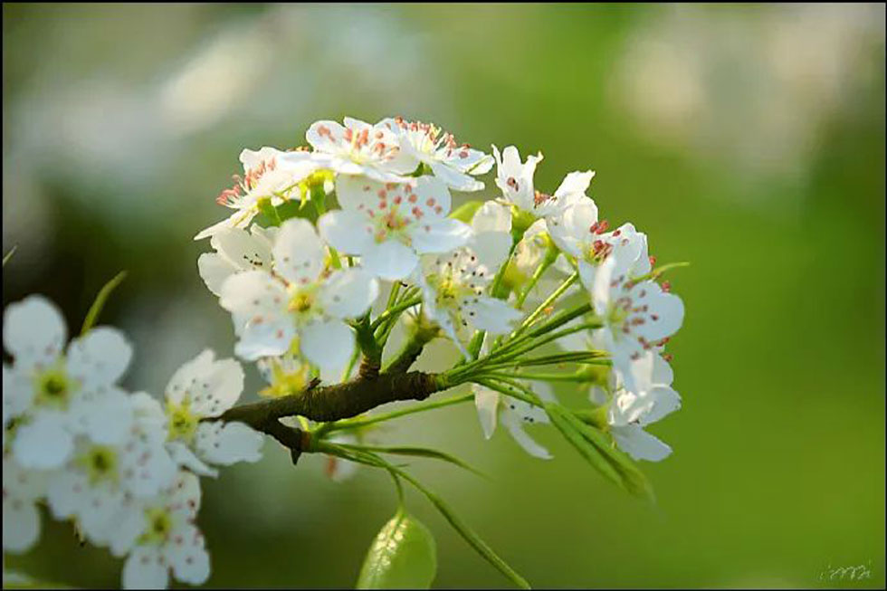 【春天，广西桂林灌阳县向您发出邀请！】我们在灌阳看梨花 - 游山玩水 - 河源生活社区 - 河源28生活网 heyuan.28life.com