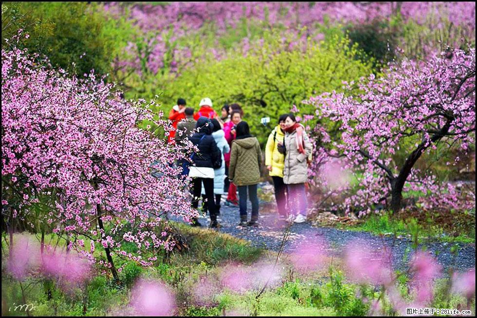 【春天，广西桂林灌阳县向您发出邀请！】官庄村有个醉美的桃花园 - 游山玩水 - 河源生活社区 - 河源28生活网 heyuan.28life.com