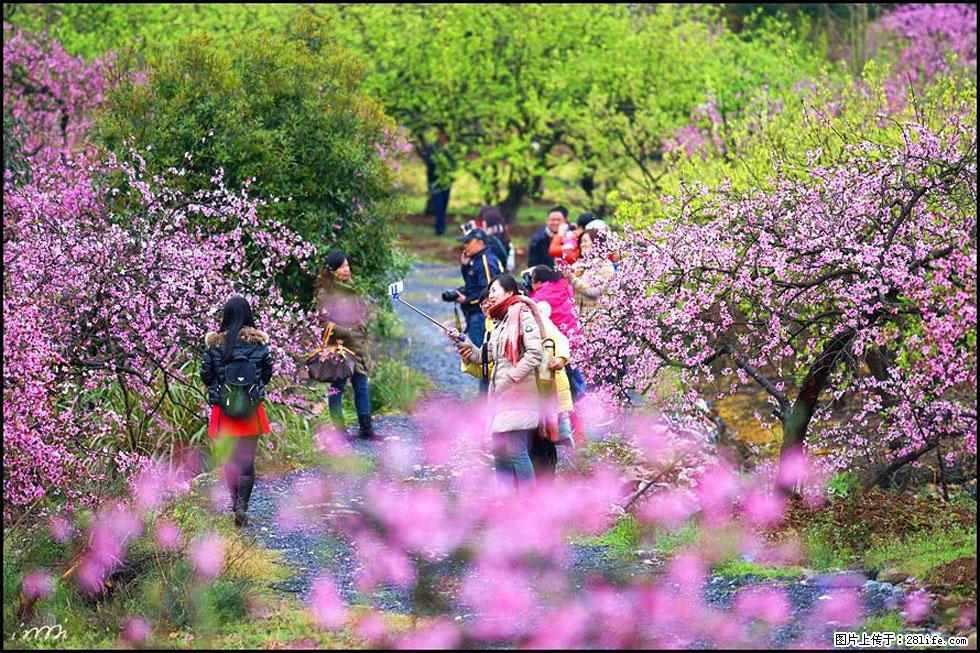 【春天，广西桂林灌阳县向您发出邀请！】官庄村有个醉美的桃花园 - 游山玩水 - 河源生活社区 - 河源28生活网 heyuan.28life.com