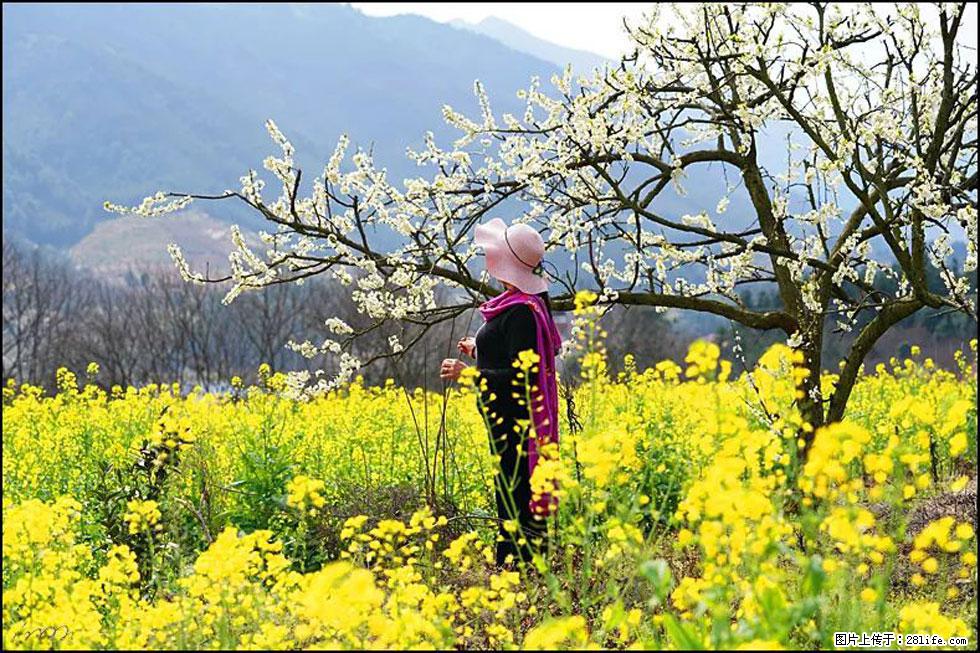 【春天，广西桂林灌阳县向您发出邀请！】长坪村油菜盛情花开 - 游山玩水 - 河源生活社区 - 河源28生活网 heyuan.28life.com