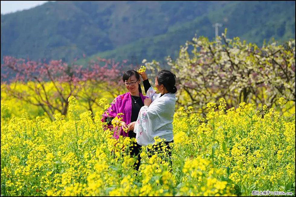 【春天，广西桂林灌阳县向您发出邀请！】长坪村油菜盛情花开 - 游山玩水 - 河源生活社区 - 河源28生活网 heyuan.28life.com