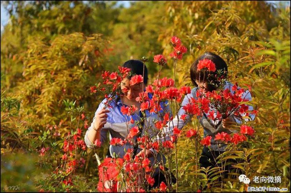 【春天，广西桂林灌阳县向您发出邀请！】登麒麟山，相约映山红 - 游山玩水 - 河源生活社区 - 河源28生活网 heyuan.28life.com