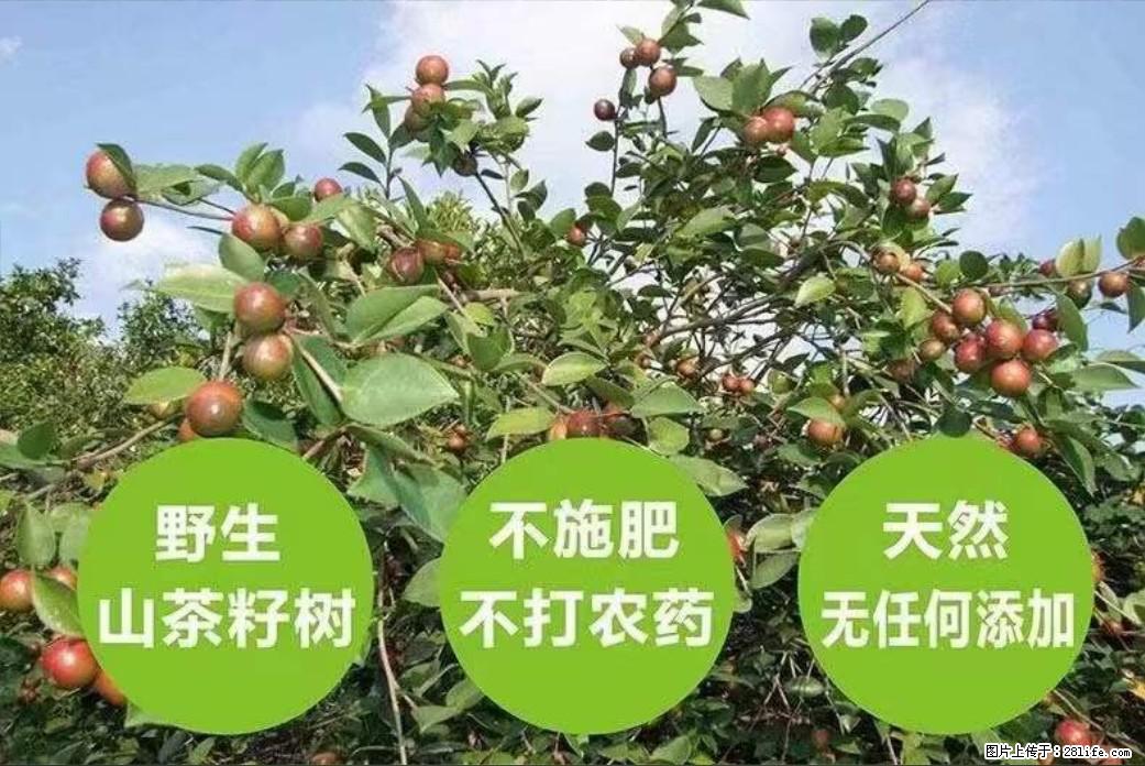 【灌阳县油茶产业示范区】一个有着充实的精神生活的人,对待身外之物自会有一种淡泊的态度 - 美食天地 - 河源生活社区 - 河源28生活网 heyuan.28life.com