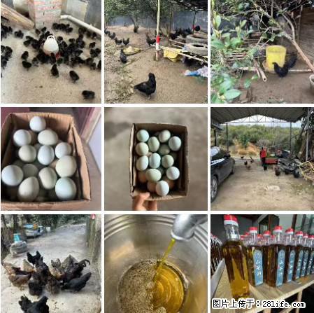 油茶园从小鸡仔开始养起的纯土鸡、土鸡蛋可以预定啦!还有前几天刚榨的纯山茶油哦 - 美食天地 - 河源生活社区 - 河源28生活网 heyuan.28life.com