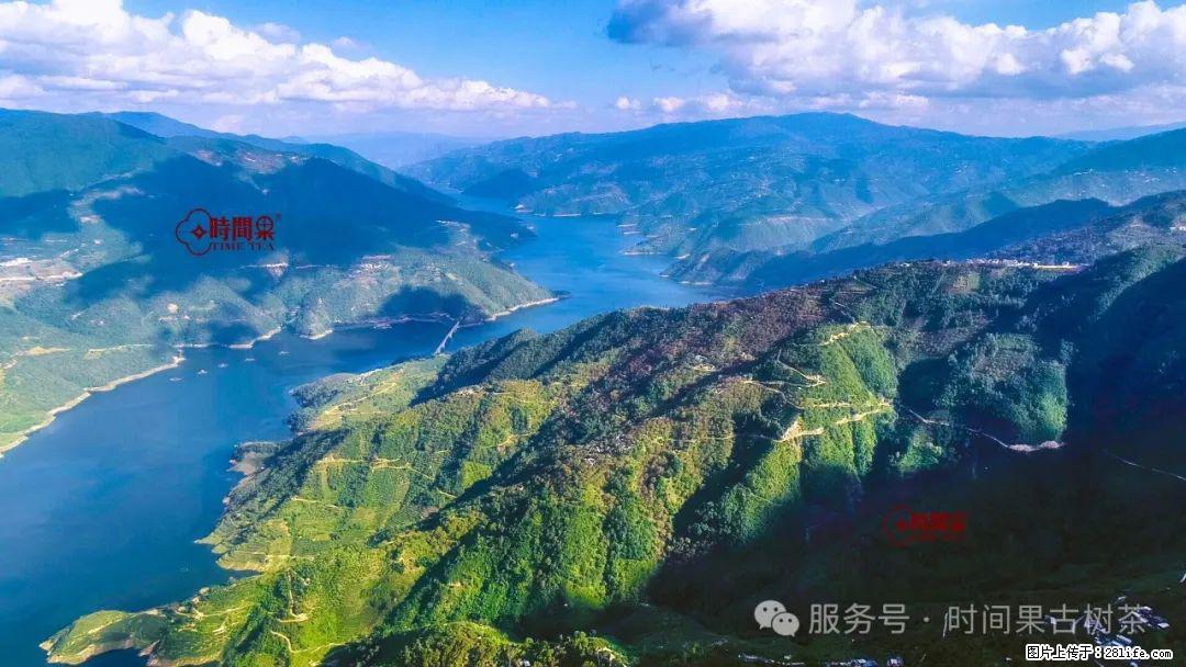 时间果百年古树龙珠普洱生茶 - 购物交流 - 河源生活社区 - 河源28生活网 heyuan.28life.com