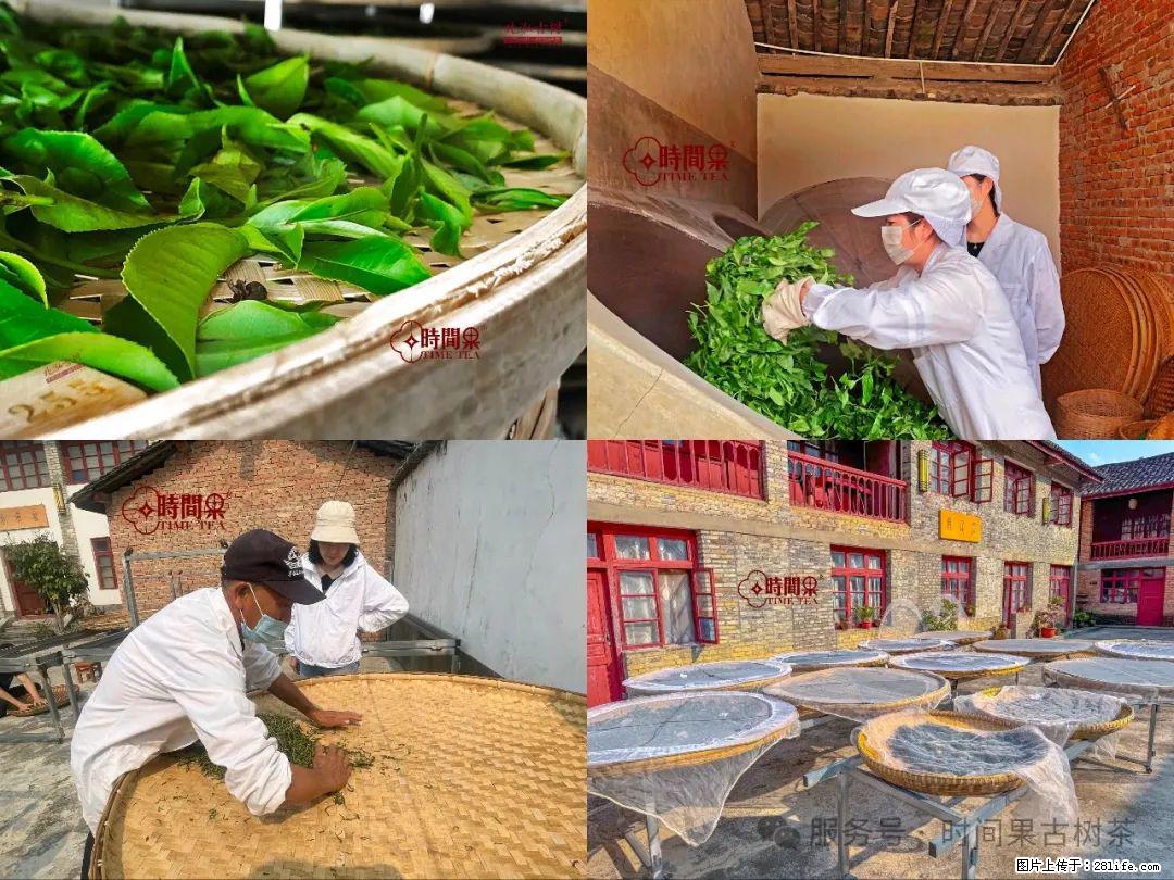 时间果百年古树龙珠普洱生茶 - 购物交流 - 河源生活社区 - 河源28生活网 heyuan.28life.com