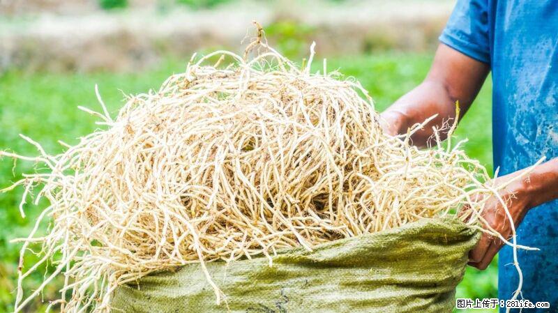 堪称“最难吃”的蔬菜，却是 “抗辐射神器”，还能护肺、清热、止咳化痰！ - 河源生活资讯 - 河源28生活网 heyuan.28life.com