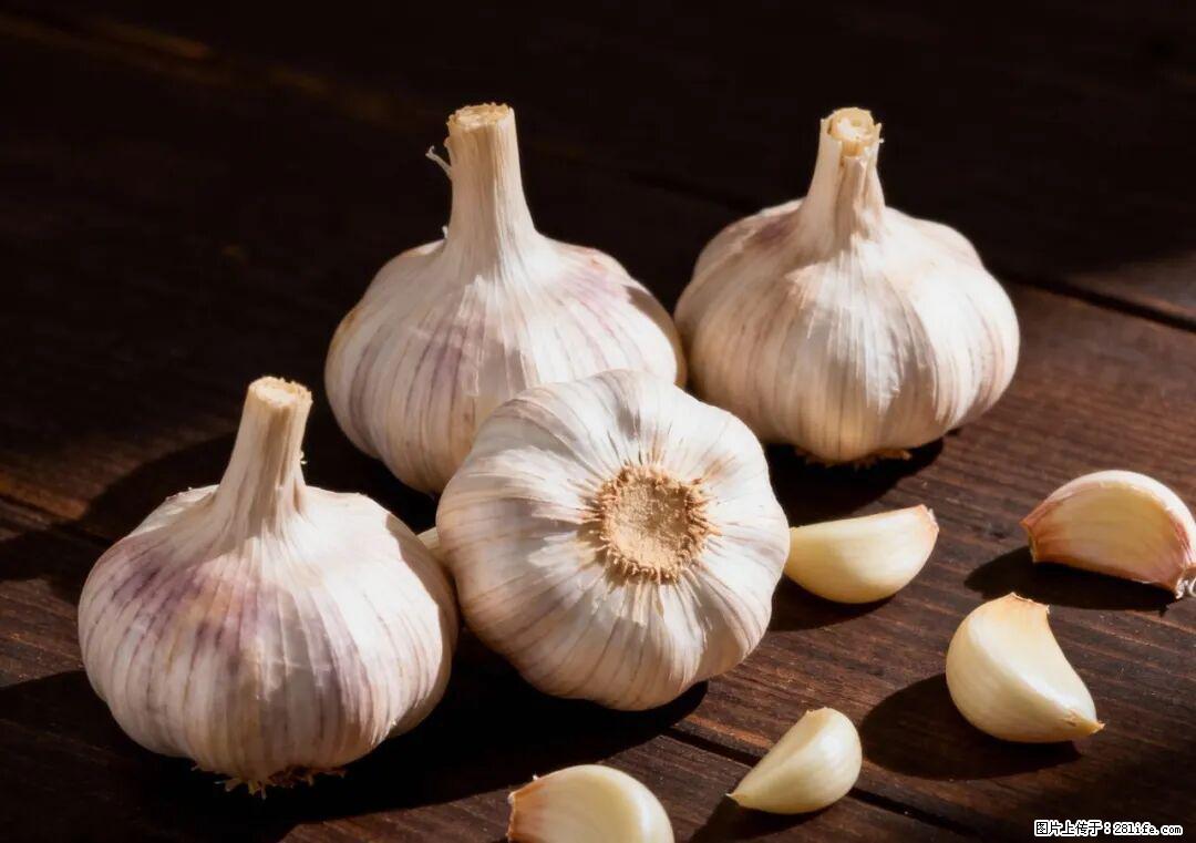 关于大蒜，除了“天然抗生素”，这4个谣言更该警惕! - 河源生活资讯 - 河源28生活网 heyuan.28life.com