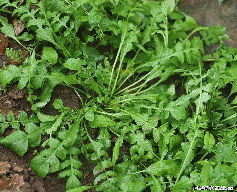 这些蔬菜是“天然钙片”，这6种被医生重点推荐 - 河源生活资讯 - 河源28生活网 heyuan.28life.com