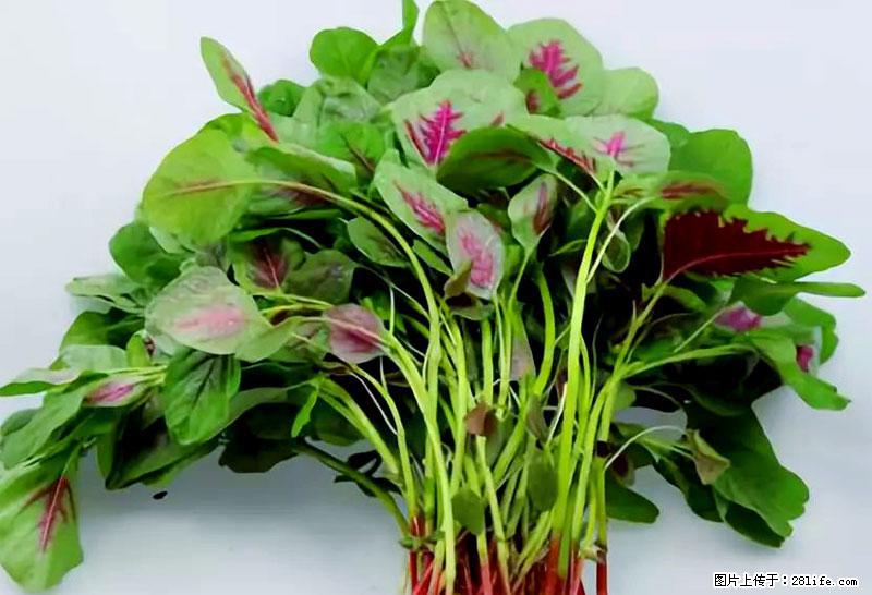 这些蔬菜是“天然钙片”，这6种被医生重点推荐 - 河源生活资讯 - 河源28生活网 heyuan.28life.com