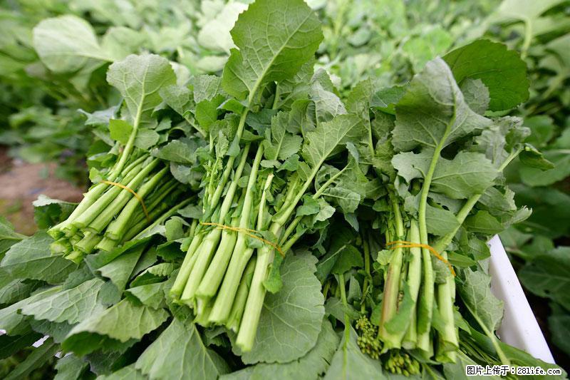 这些蔬菜是“天然钙片”，这6种被医生重点推荐 - 河源生活资讯 - 河源28生活网 heyuan.28life.com